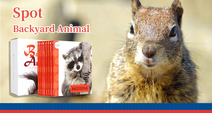 盖世童书●可点读8册spot backyard animal-科普绘本后院动物,喜欢萌