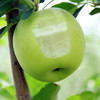 【2斤】当季青苹果 新鲜现摘 重约2斤【当天提货】【2日内提货】 商品缩略图10