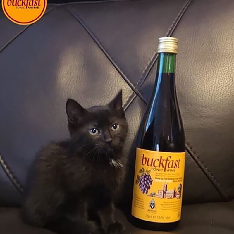 buckfast tonic wine红葡萄酒--畅享装