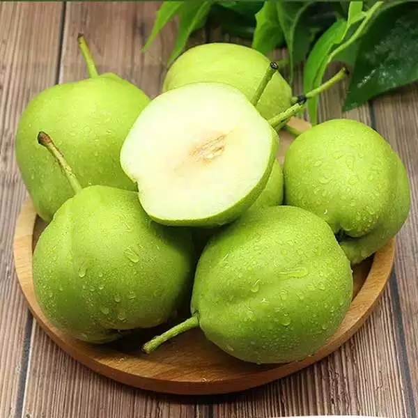 现货梨子陕西渭南早酥梨5绿香梨脆甜预售青皮梨新鲜水果带箱10斤