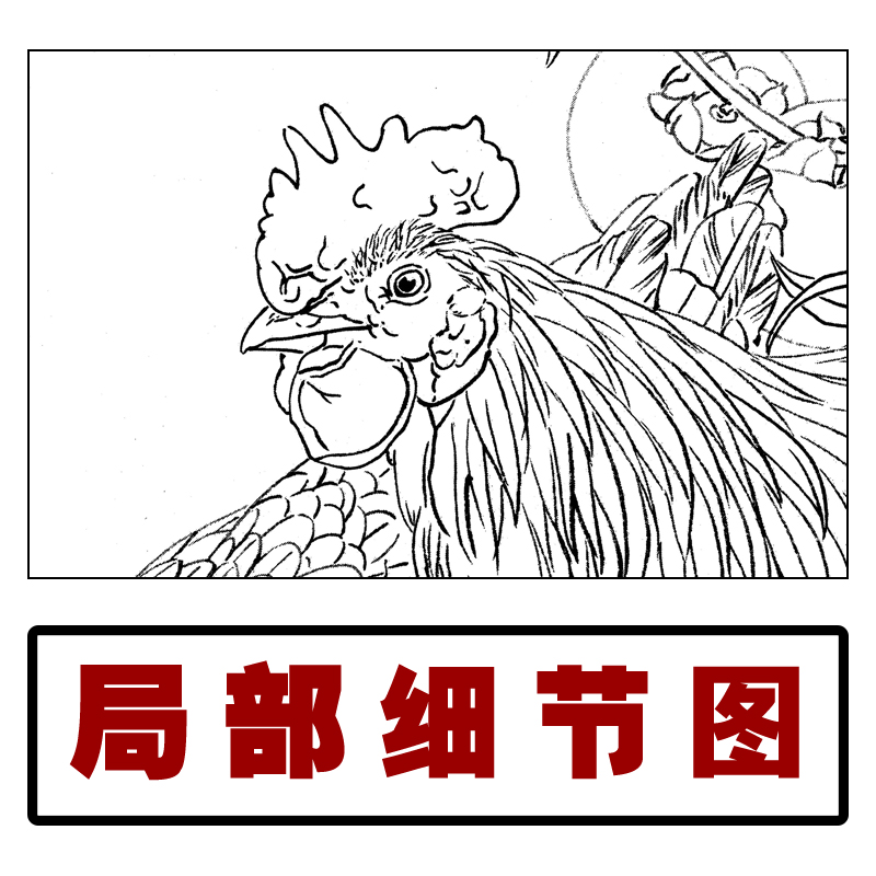 dt1工笔画公鸡白描底稿 国画花鸟小品线描稿临摹练习