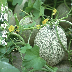 新疆特产 现摘巴州沙漠蜜瓜16号西周蜜哈密瓜2个装9斤左右包邮