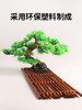 造景大师系列—唯美【迎客松】 随手一放即可绽放唯美！ 商品缩略图2