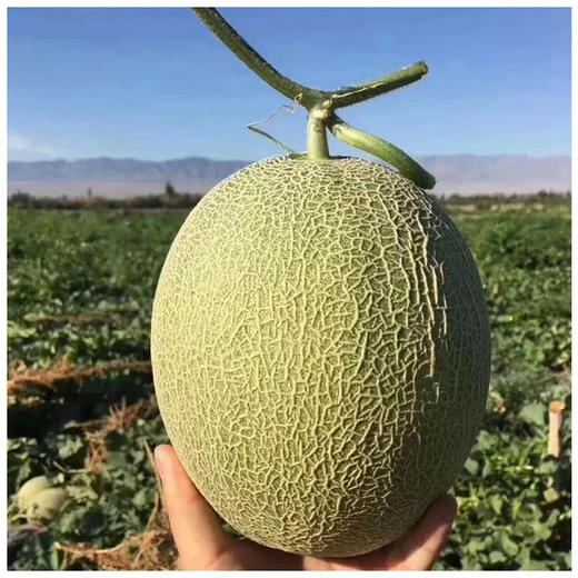 新疆特产 现摘巴州沙漠蜜瓜16号西周蜜哈密瓜2个装9斤左右包邮 商品图1