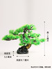 造景大师系列—唯美【迎客松】 随手一放即可绽放唯美！ 商品缩略图5