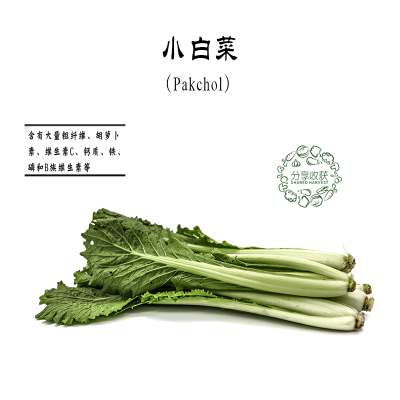 小白菜 | 根脆叶韧 | 农场自产 * pakchoi/bok-choy