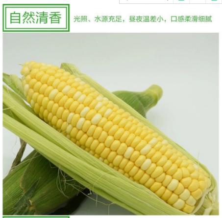 【百汇到家】水果玉米 商品图0