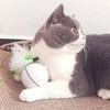 「宠物猫LED自动滚动发光电动玩具球」逗猫球 可替换羽毛usb充电 商品缩略图1