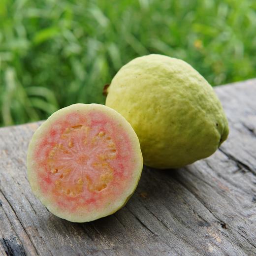 预订有机胭脂红番石榴，支持农场重建 商品图1