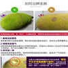 海南现摘 新鲜树菠萝蜜1个整装 当季水果 果肉饱满 热带水果 商品缩略图3