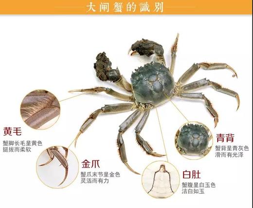 宠物 商品图0