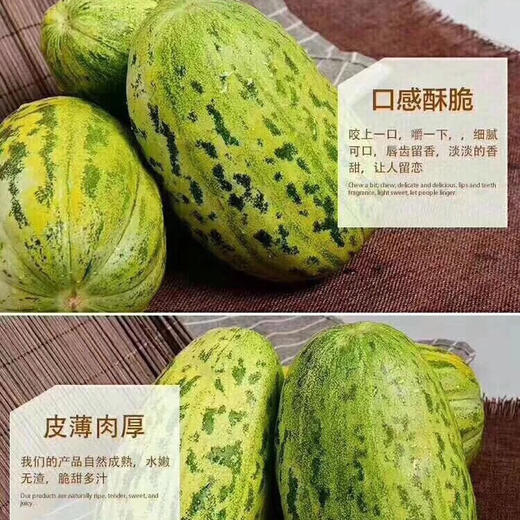 内蒙巴彦淖尔 河套地区富硒 虎皮脆 香瓜7.5-8斤左右/箱 皮薄肉厚 清脆爽口 口感酥脆 满口生香 商品图5
