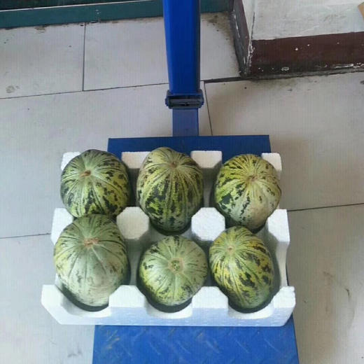 内蒙巴彦淖尔 河套地区富硒 虎皮脆 香瓜7.5-8斤左右/箱 皮薄肉厚 清脆爽口 口感酥脆 满口生香 商品图7