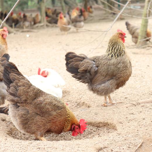 生态清远鸡肉鸡（备份） 商品图0