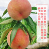 黔东南黄平【红不软桃】5斤  部分地区包邮 现摘现发 商品缩略图4