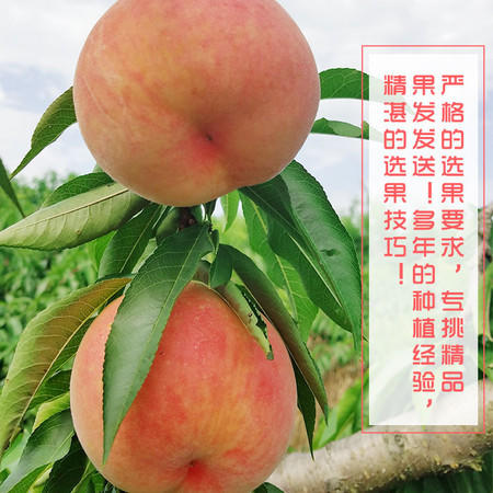 黔东南黄平【红不软桃】5斤  部分地区包邮 现摘现发 商品图4