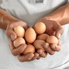 瑞昌特产东篱土鸡蛋10枚【团购价14.9元/盒】粉色绿色随机发货 商品缩略图3