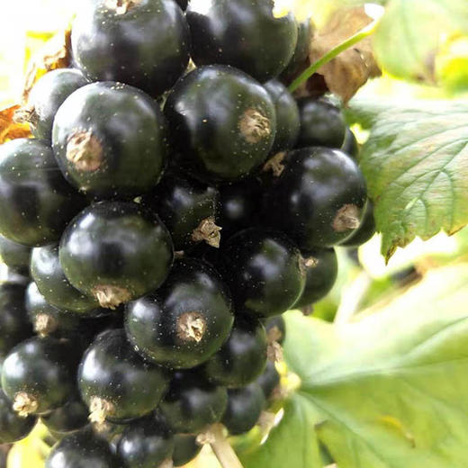 贵德黑加仑 商品图1