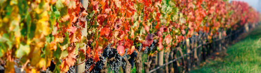 蒂玛尼347座庄园霞多丽白葡萄酒  De Martino Reserva 347 Vineyards Chardonnay, Limari Valley, Chile 商品图4
