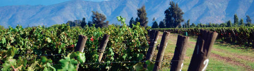 蒂玛尼347座庄园霞多丽白葡萄酒  De Martino Reserva 347 Vineyards Chardonnay, Limari Valley, Chile 商品图3
