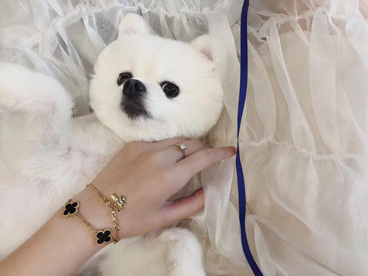 施华洛世奇SWAROVSKI 小蜜蜂手链 正品全球联保 商品图3