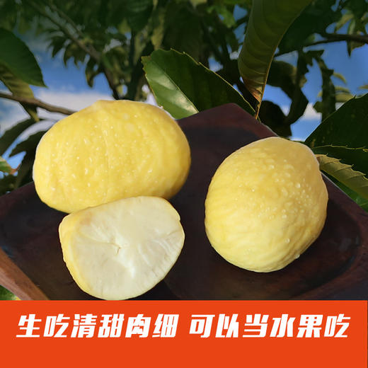 云南新鲜水果板栗3斤装  带壳生板栗 粒粒饱满 肉厚糯甜 商品图1