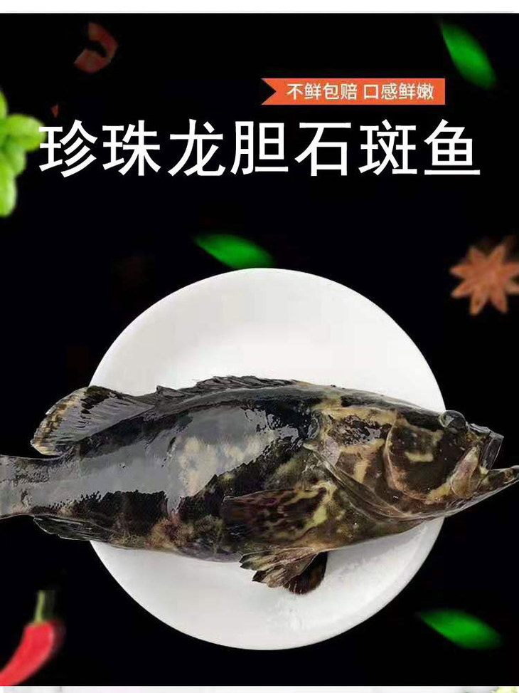 【珍珠龙胆石斑鱼】深海活鱼急冻(每条1-1.