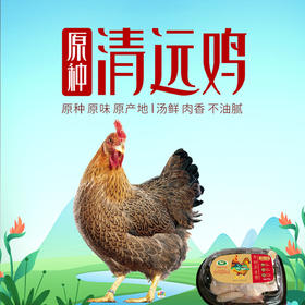 苏食广东清远鸡 按只销售【0510】