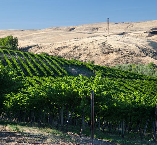 华盛顿英雄薏丝琳白葡萄酒  Chateau Ste. Michelle & Dr. Loosen Eroica Riesling, Columbia Valley, USA 商品图2