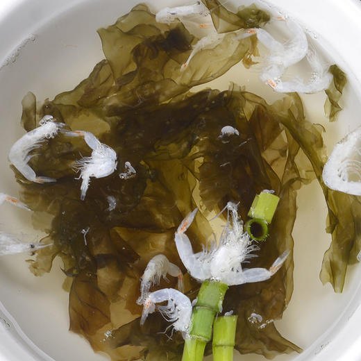 霞浦紫菜无沙免洗干货 特惠150克 商品图4