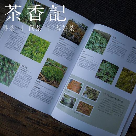 茶香记 《玩苔藓》 日本NHK  六位日本园艺名师执笔 苔藓制作 苔藓庭院 河南科技技术出版社 商品图1