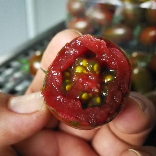 碱地小番茄 商品图1