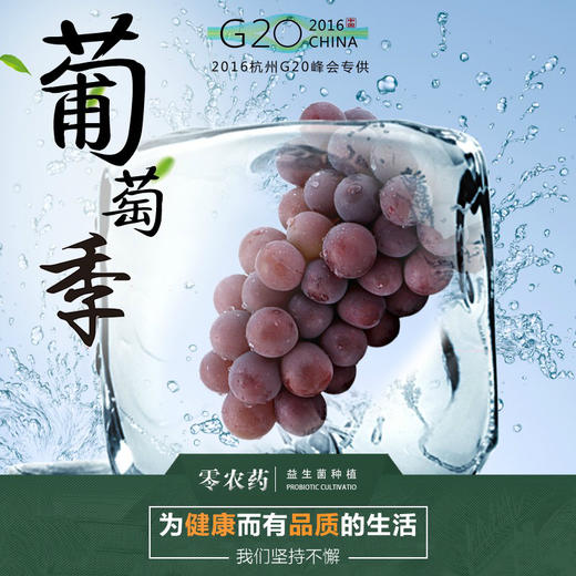 G20特供 浦江巨峰葡萄五斤装 商品图0