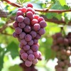 G20特供 浦江巨峰葡萄五斤装 商品缩略图2