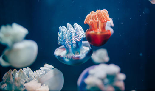 浩海立方海洋公园+飞行体验15分钟 商品图5