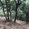 19年冰岛古树白茶，精选明前一芽二叶古树白茶，pk福鼎牡丹级，收藏潜力巨大，限量20kg 商品缩略图8