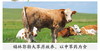 额尔敦 安格斯牛肉块5斤 商品缩略图2