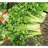 芹菜500g±50g【团购价5.38元/份】 商品缩略图1