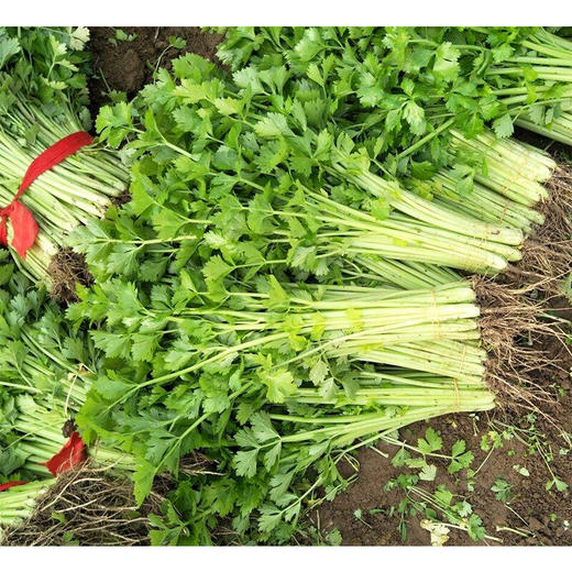 芹菜500g±50g【团购价5.38元/份】 商品图1
