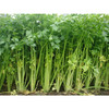 芹菜500g±50g【团购价5.38元/份】 商品缩略图2