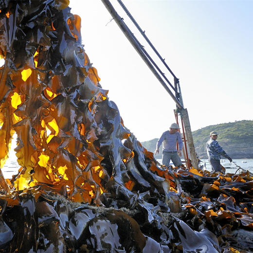 山东 • 威海野生盐渍海带 薄脆爽口 盐渍保鲜 新鲜美味 嚼劲脆嫩 商品图5
