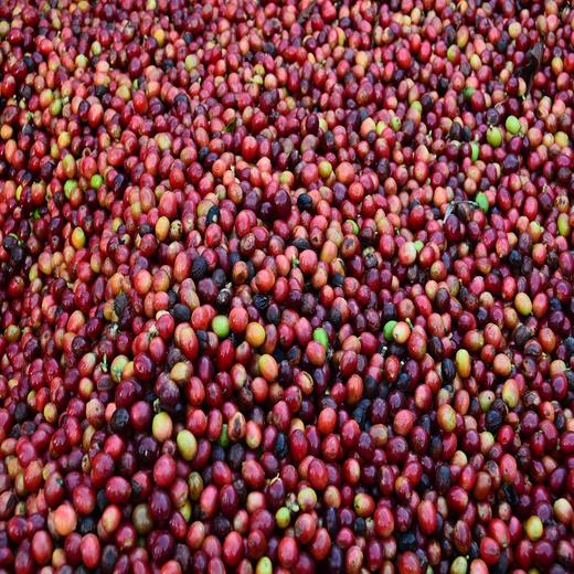 精选咖啡豆 蓝山咖啡 拼配豆 风味咖啡 可现磨咖啡粉 纯黑咖啡豆 454g 商品图4