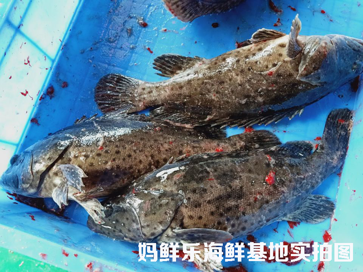 【青斑鱼】珍贵斑鱼 深海活鱼急冻 帮杀好 妈鲜网海鲜