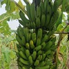 生态香蕉（预售） | 绿家自产 * Eco-banana | Self-production 商品缩略图0