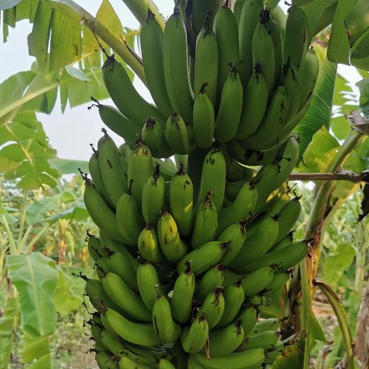 生态香蕉（预售） | 绿家自产 * Eco-banana | Self-production 商品图0