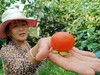 “长安十二时辰”网红柿子 火晶柿子 陕西临潼蜜柿 香甜软滑 3.5斤 商品缩略图2