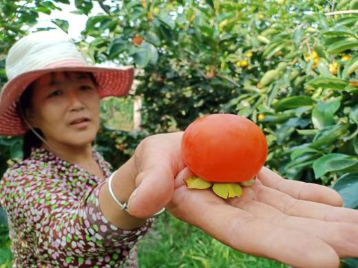 “长安十二时辰”网红柿子 火晶柿子 陕西临潼蜜柿 香甜软滑 3.5斤 商品图2