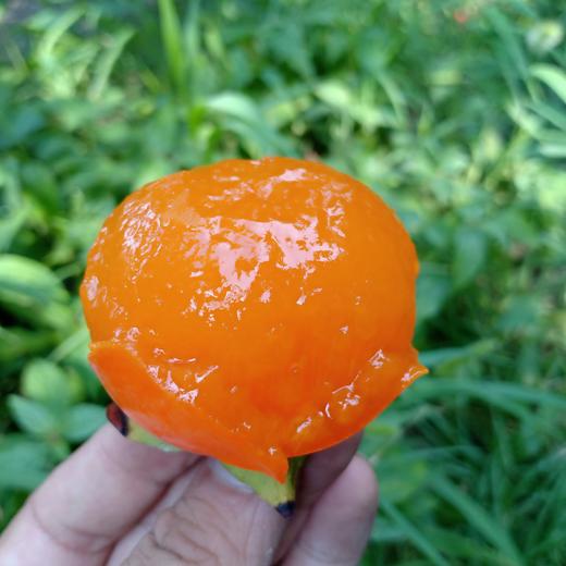 “长安十二时辰”网红柿子 火晶柿子 陕西临潼蜜柿 香甜软滑 3.5斤 商品图0