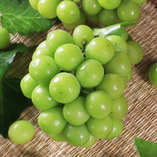 【砍价1元购】阳光玫瑰葡萄青提 1份 (重约1.3斤)【2日内提货】 商品图7