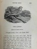 1832年 比维克《英国鸟类史》（全2卷） 近200幅版画插图 皮装 商品缩略图12